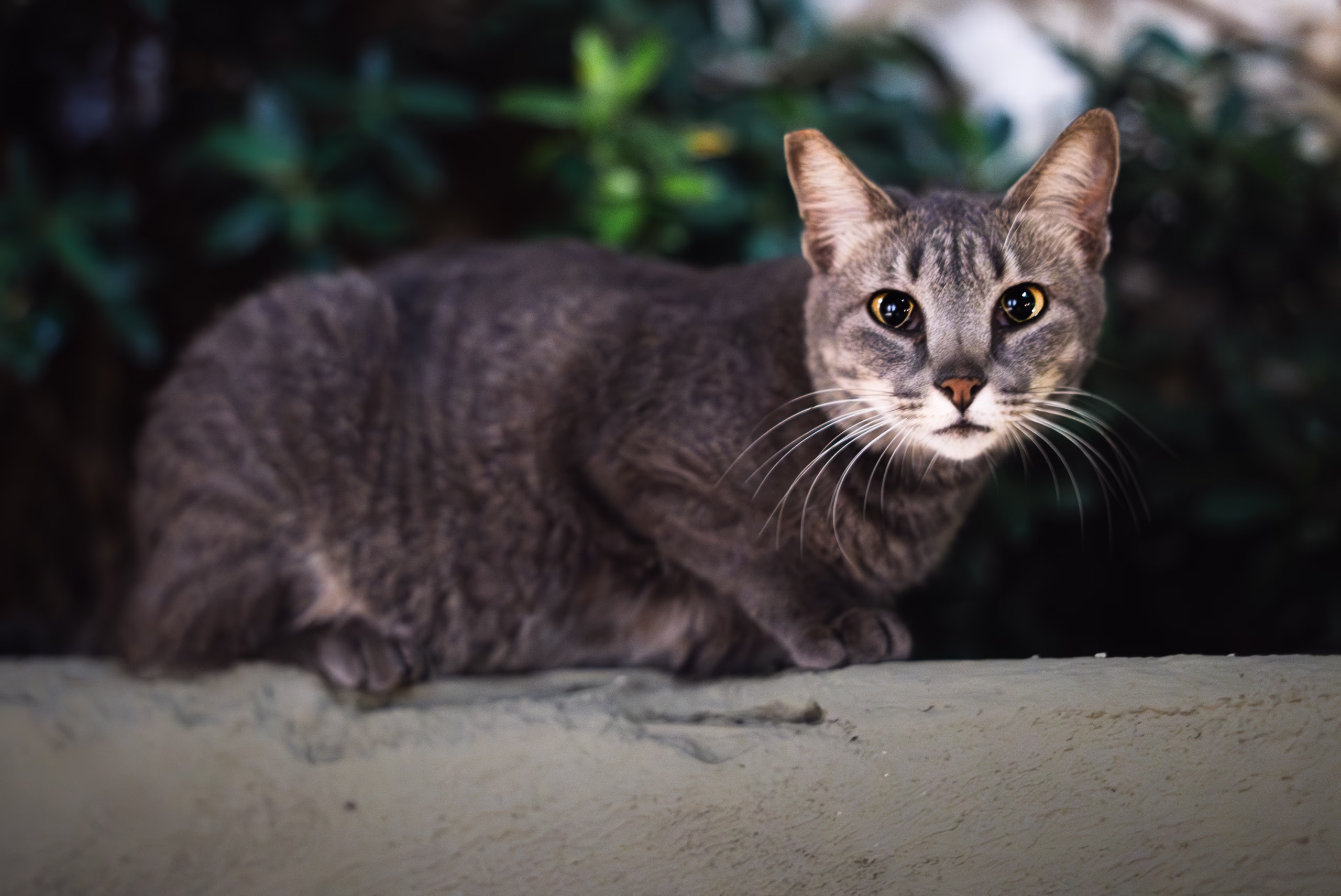 DSC00880-Enhanced-NR